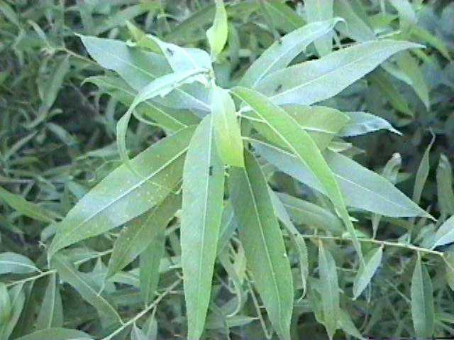 Salix lasiolepis