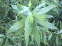 Salix lasiolepis