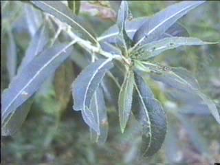 Salix lasiolepis bracelinae