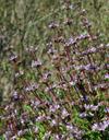 Salvia brandegei