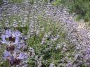 Salvia Pozo Blue