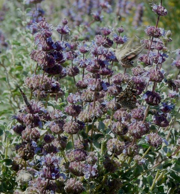 Salvia dorrii