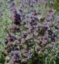 Salvia dorrii