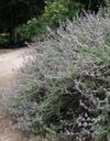 Salvia leucophylla