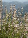Salvia mellifera
