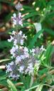 Salvia mellifera repens