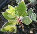 Arctostaphylos nummularia sensitiva