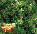 Satureja mimuloides