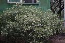 Arctostaphylos obispoensis San Luis Obispo Manzanita