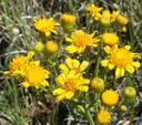 Senecio clevelandii