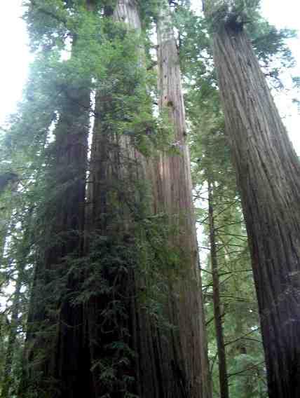 Sequoia sempervirens