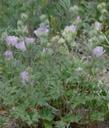Sidalcea hickmanii anomala
