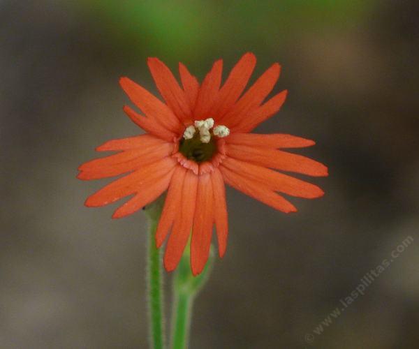 Silene laciniata angustifolia, Red Catchfly