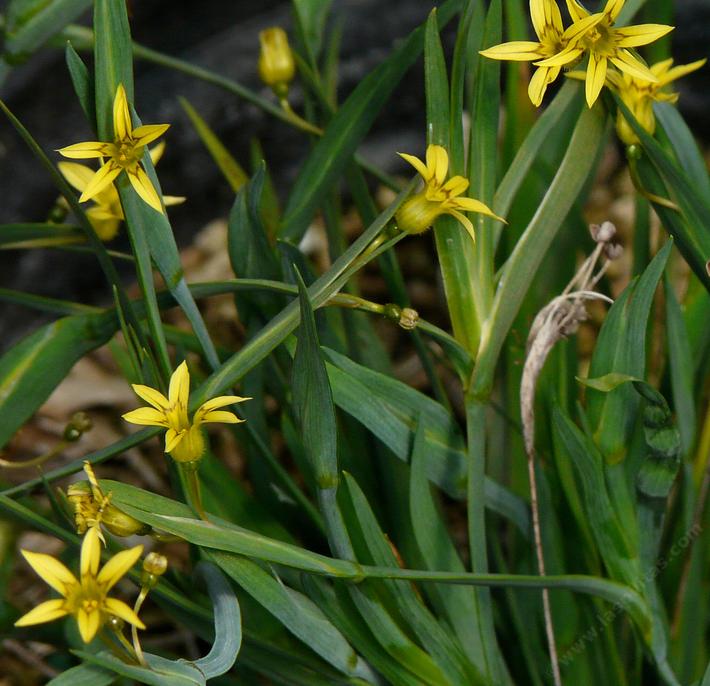 Sisyrinchium elmeri