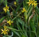 Sisyrinchium elmeri