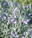 Solanum umbelliferum incanum