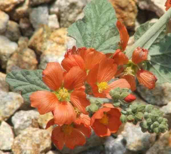Sphaeralcea munroana
