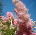 Spiraea douglasii
