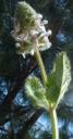 Stachys pycnantha