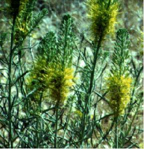Stanleya pinnata
