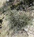 Stipa lepida