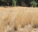 Stipa pulchra