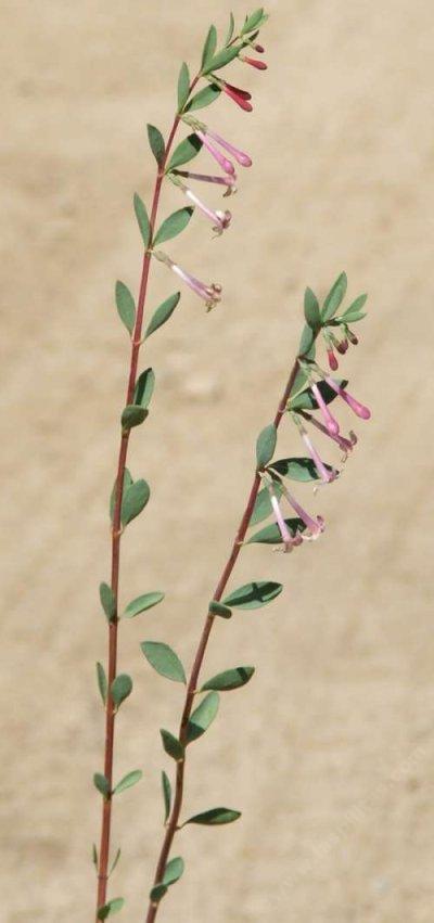 Symphoricarpos longiflorus, Desert Snowberry, has some of the most elegant and beautiful pink flowers of all the snowberries.