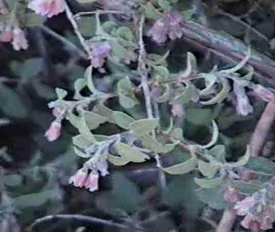 Symphoricarpos parishii