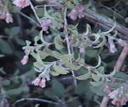 Symphoricarpos parishii