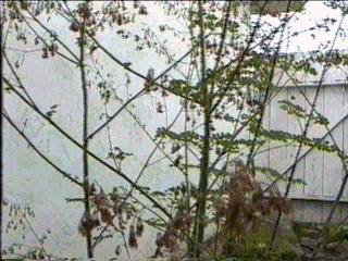 Thalictrum polycarpum
