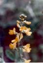 Thermopsis macrophylla macrophylla