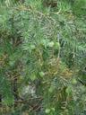 Torreya californica