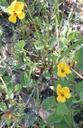 Viola pedunculata