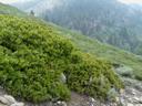 Arctostaphylos patula