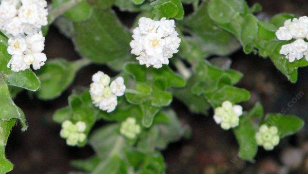 Whipplea modesta