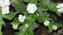 Whipplea modesta