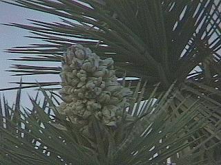Yucca brevifolia