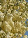 Yucca whipplei percusa