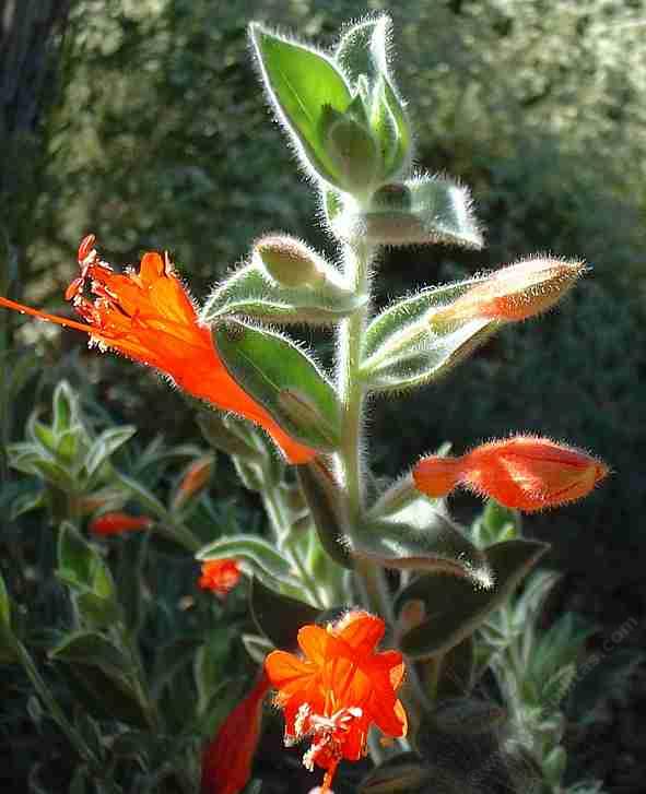 Zauschneria californica Ghostly Red