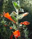 Zauschneria californica Ghostly Red