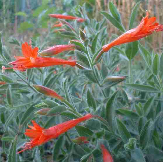 Zauschneria latifolia viscosa