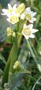 Zigadenus fremontii