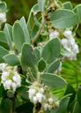 Arctostaphylos pilosula pilosula Atascadero Manzanita