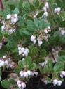 Arctostaphylos edmundsii Big Sur Manzanita