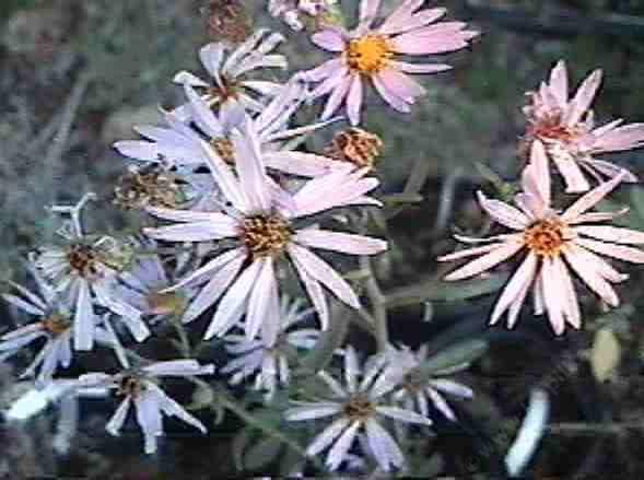 Machaeranthera lagunensis