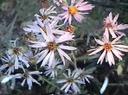 Machaeranthera lagunensis