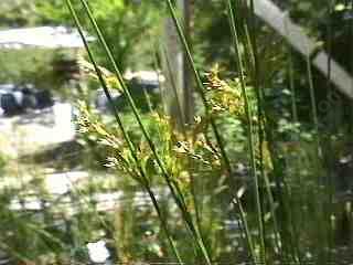 Juncus balticus