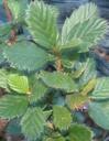 Cercocarpus minutiflorus