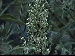 Artemisia palmeri