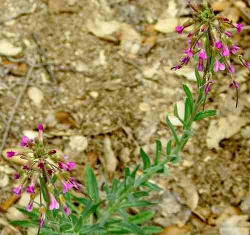 Arabis pulchra gracilis